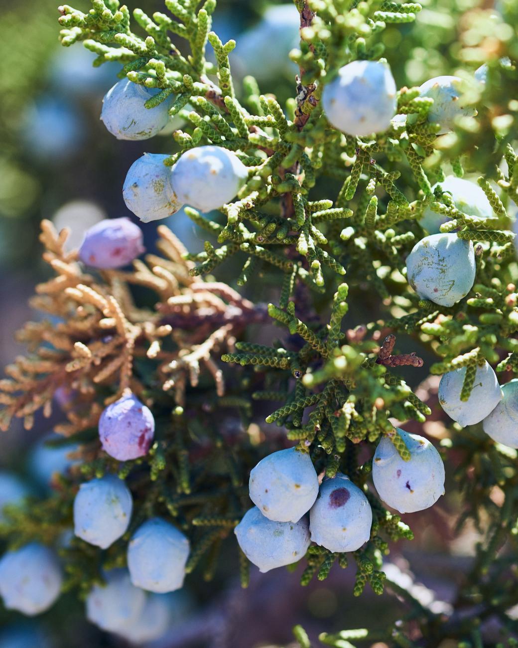juniper