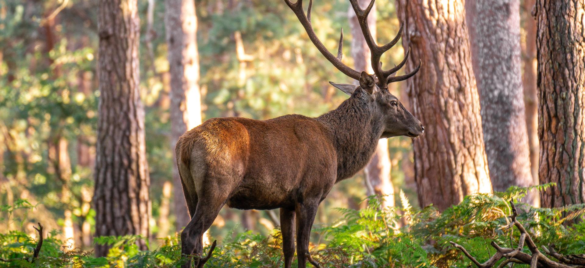 cerf